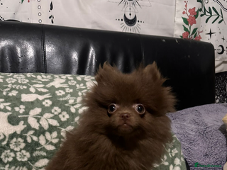 Pomeranian dogs 1 little girl - Advert 8