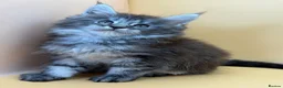 Maine Coon cats for sale: Maine Coons with Tests, Papers, Vet Checks & Vacc. - Advert 19