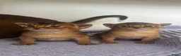 Abyssinian cats for sale: Abyssinian kittens  - Advert 22