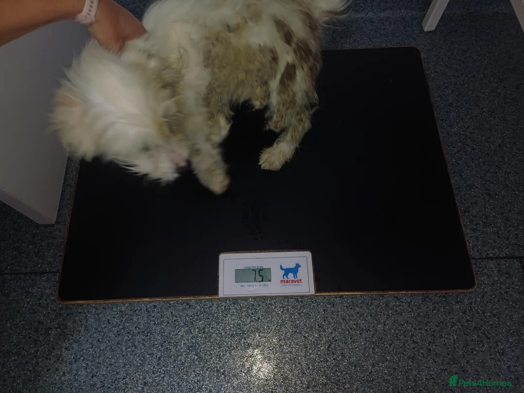 Mixed Breed dogs for adoption: 🐾❤️MAVERICK - A little boy for a Loving Home ❤️🏡 - Advert 2