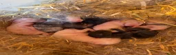 Dwarf Lop rabbits for sale: Dwarf Lop Baby Bunnies  in Guisborough - Advert 6