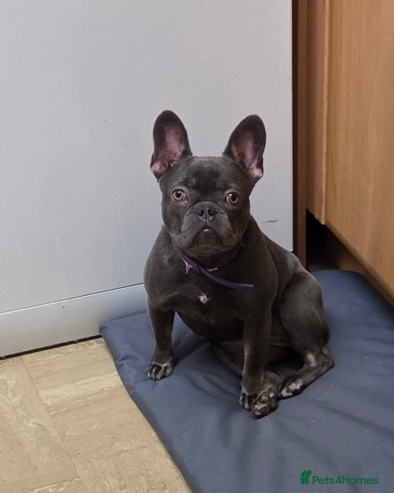 French Bulldog dogs French bulldog  - Advert 1