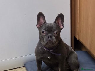 French Bulldog dogs French bulldog - Advert 1