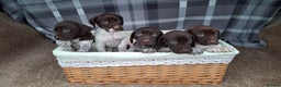 German Shorthaired Pointer dogs for sale: Beautiful GSP puppies. - Advert 10