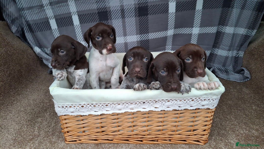 German Shorthaired Pointer dogs for sale: Beautiful GSP puppies. - Advert 10