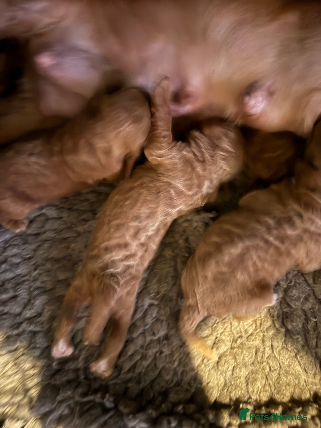 Cockapoo dogs for sale: F1 show type cockapoo puppies  - Advert 4