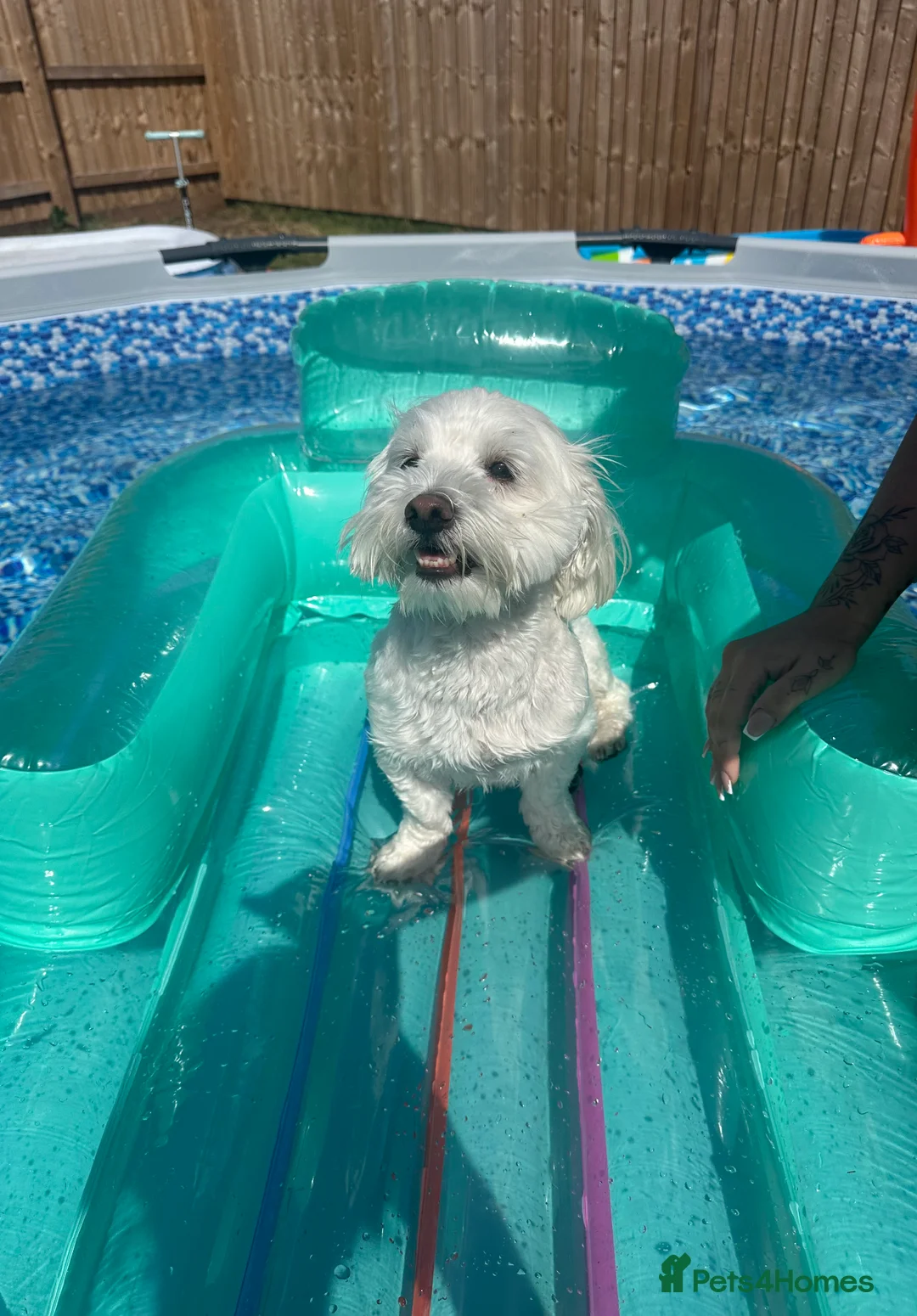 Maltese dogs for sale: Maltese Boy for Sale (4 years old) - Advert 7