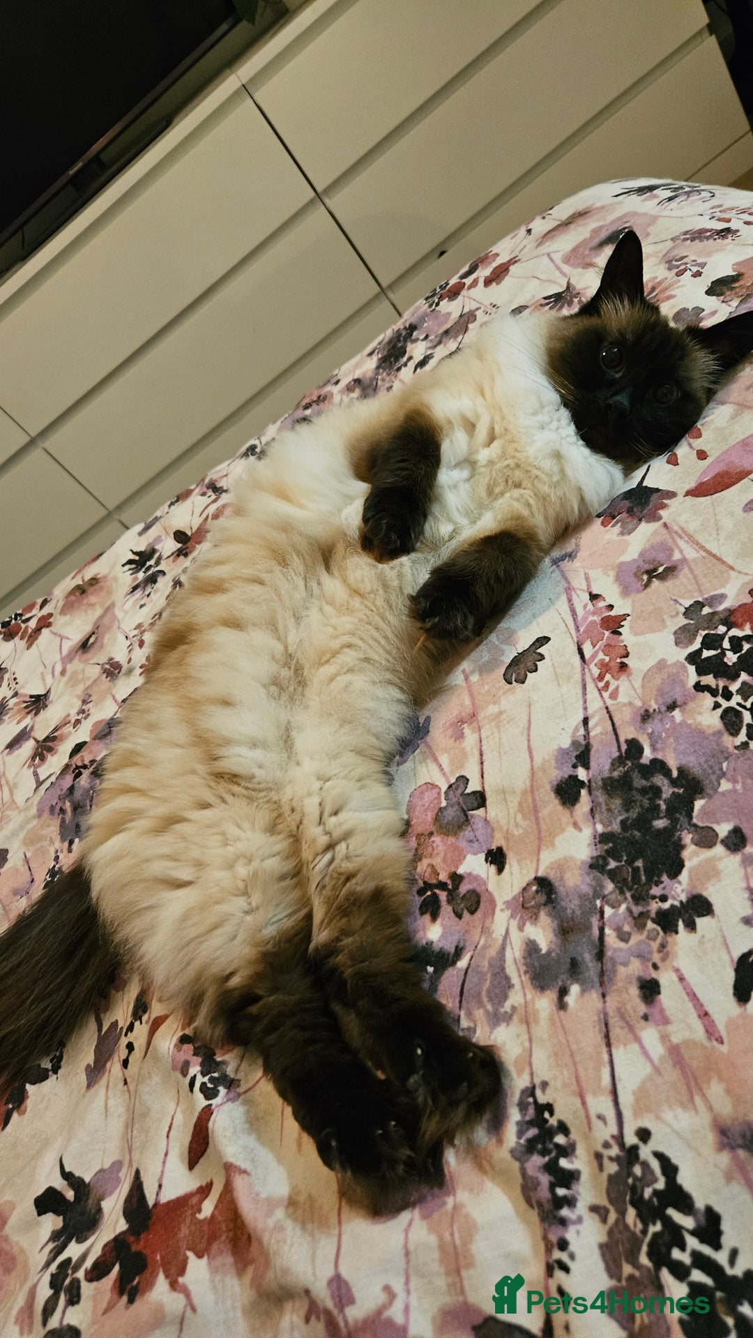 Ragdoll cats for sale: Alice and Layla Two House cats for new home - Image 6