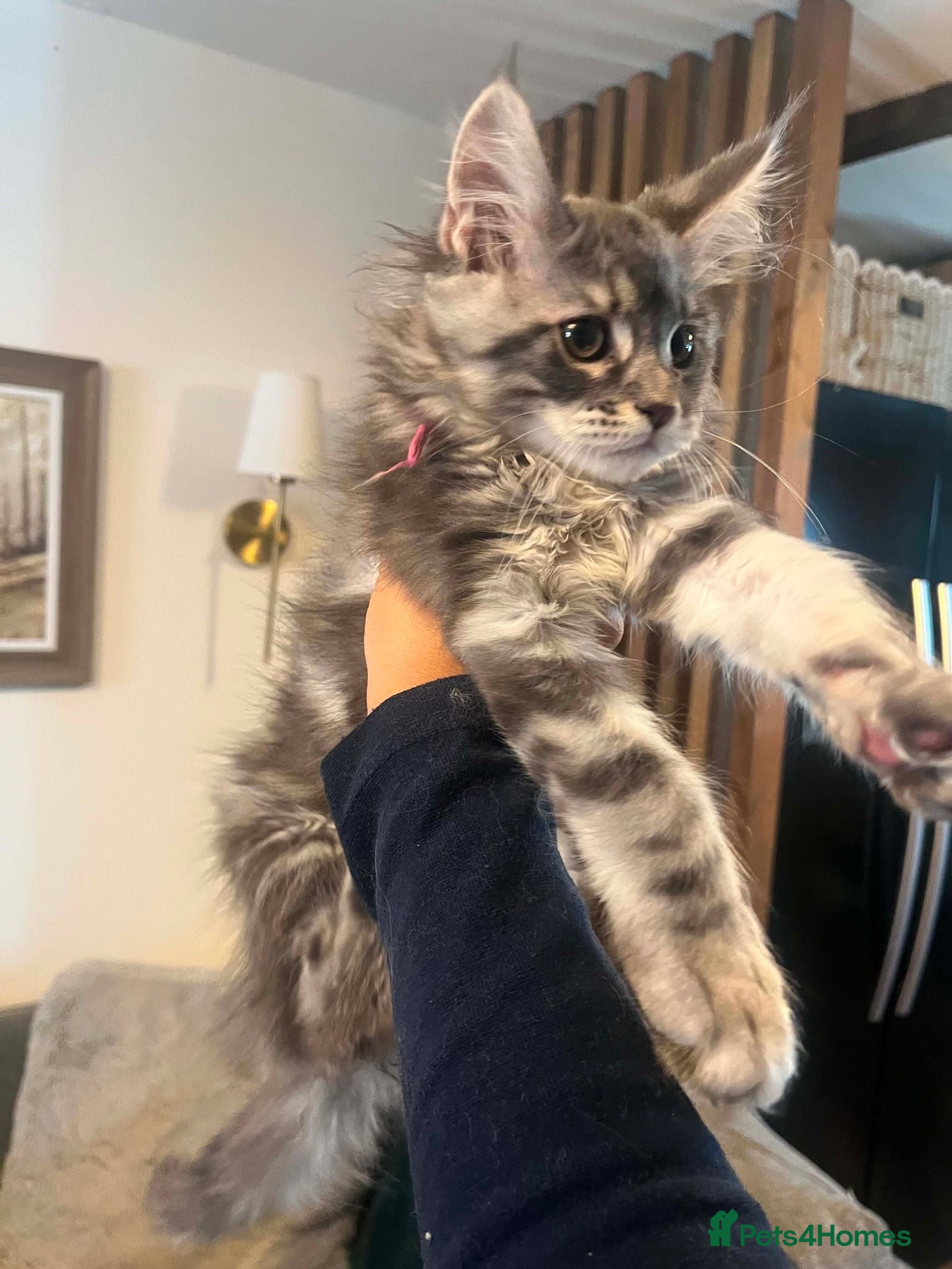 Maine Coon cats **PURE XL Maine Coon Kittens** - Advert 1