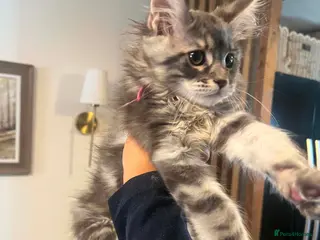 Maine Coon cats PURE XL Maine Coon Kittens - Advert 10
