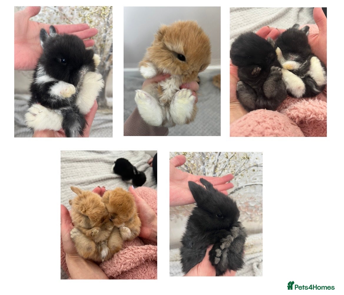 Mini Lop rabbits Gorgeous Purebred Mini Lop Babies – due soon! - Advert 9