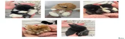 Mini Lop rabbits for sale: Gorgeous Purebred Mini Lop Babies – due soon! - Advert 1