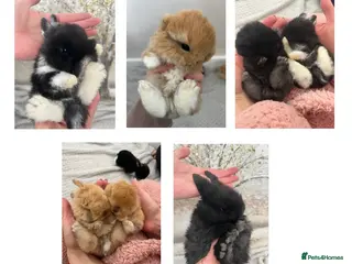 Mini Lop rabbits Gorgeous Purebred Mini Lop Babies – due soon! - Advert 9