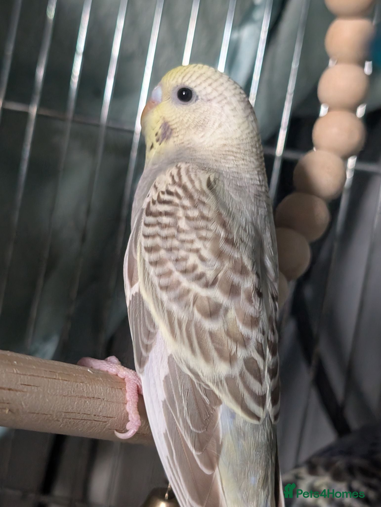 Budgerigars birds Baby budgie REDUCED  - Advert 13