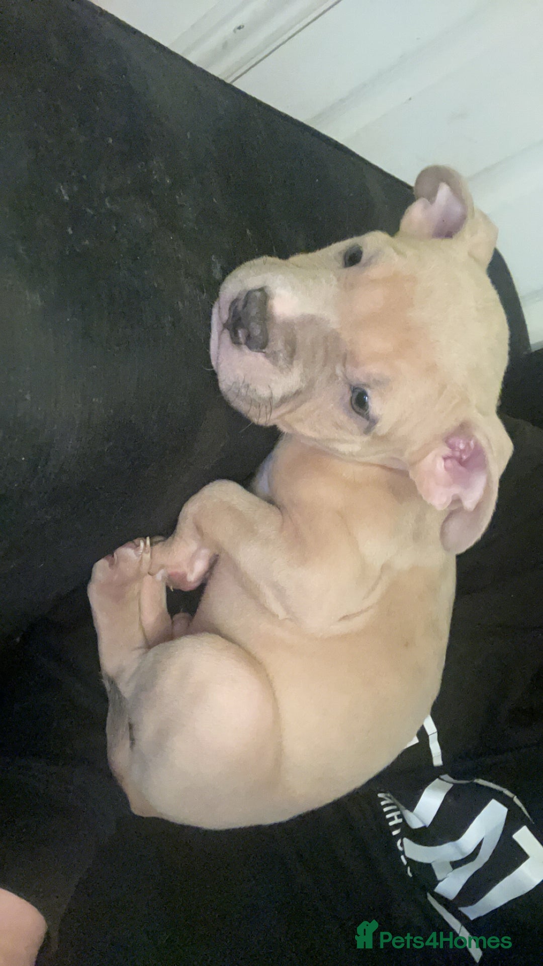 American Bully dogs for sale: Pure American bully - Advert 3