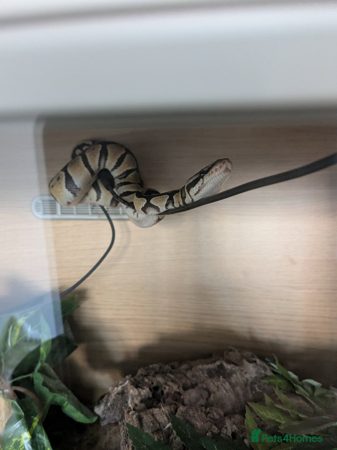 Python Snake reptiles for sale: Female Pastel python  - Image 2
