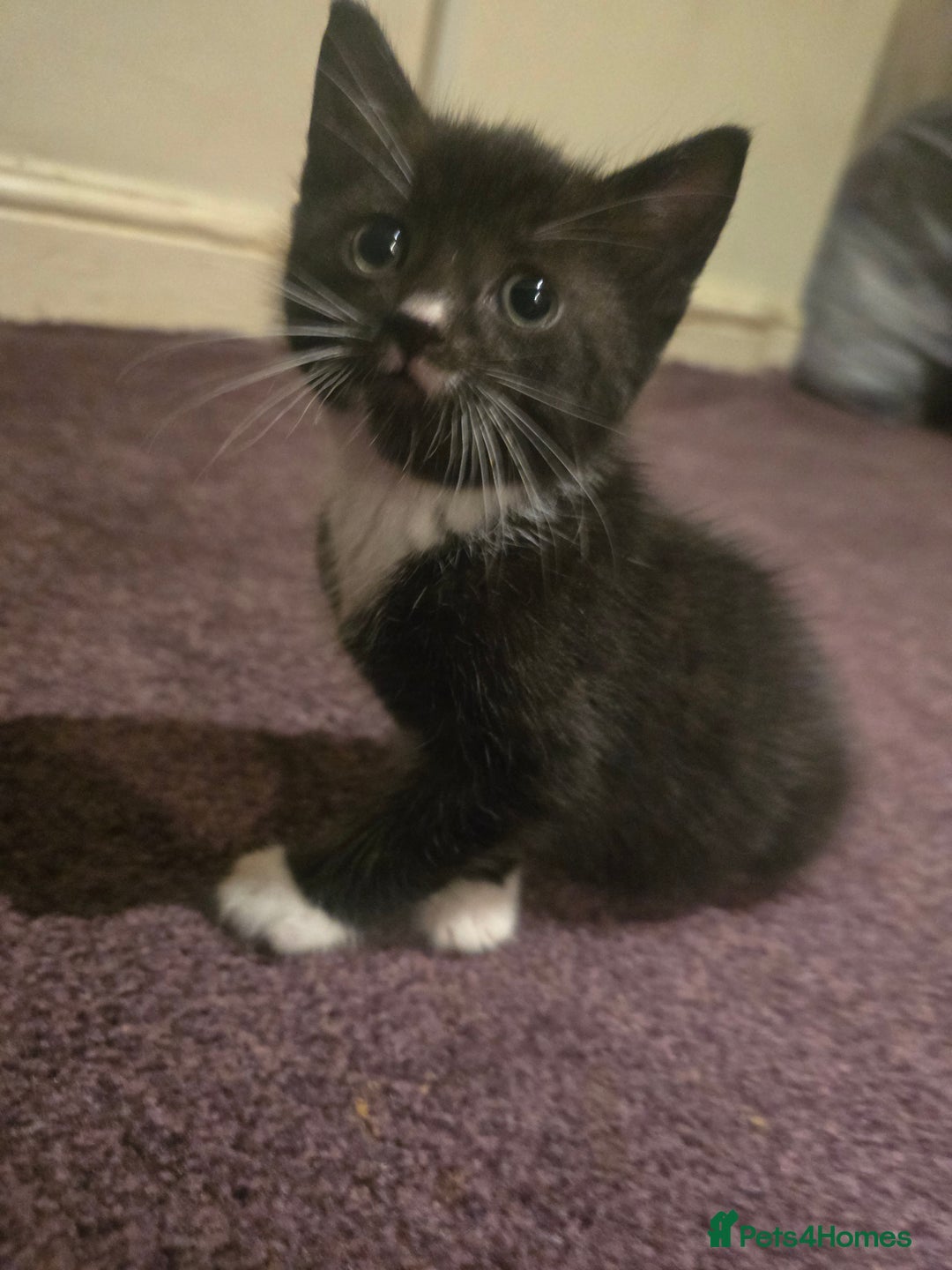 British Shorthair cats for sale: Beautiful kittens  - Advert 1