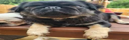 Pug dogs for sale: Long haired Pug puppies - Advert 13