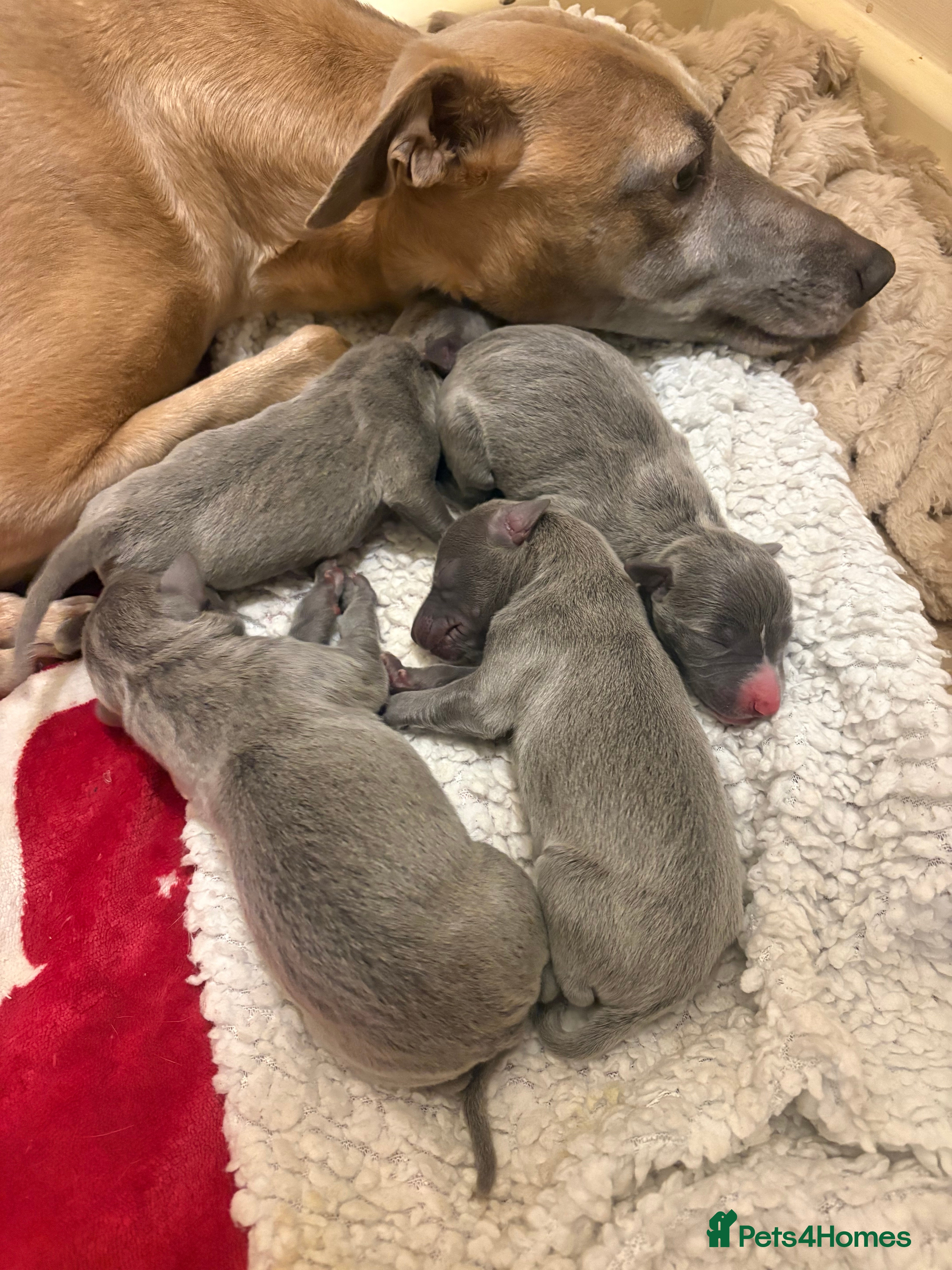 Whippet dogs Full whippet blue pups  - Advert 7