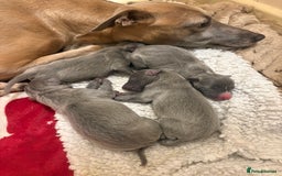 Whippet dogs for sale: Full whippet blue pups  - Advert 1