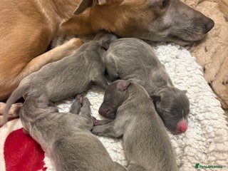 Whippet dogs Full whippet blue pups - Advert 2