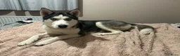 Siberian Husky dogs for sale:  Beautiful 10 Month Bitch.  - Advert 5