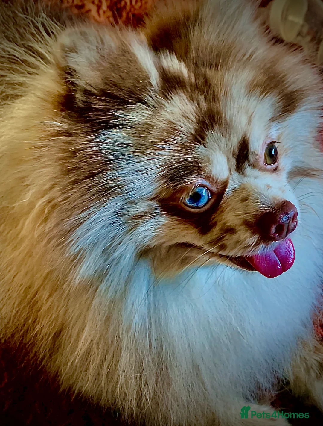 Pomeranian dogs for stud: Chocolate Merle Stud Health Tested in Dartford - Advert 9