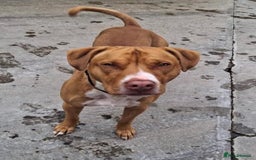 Mixed Breed dogs for adoption: Meet Tally, currently residing in Basildon - Image 3