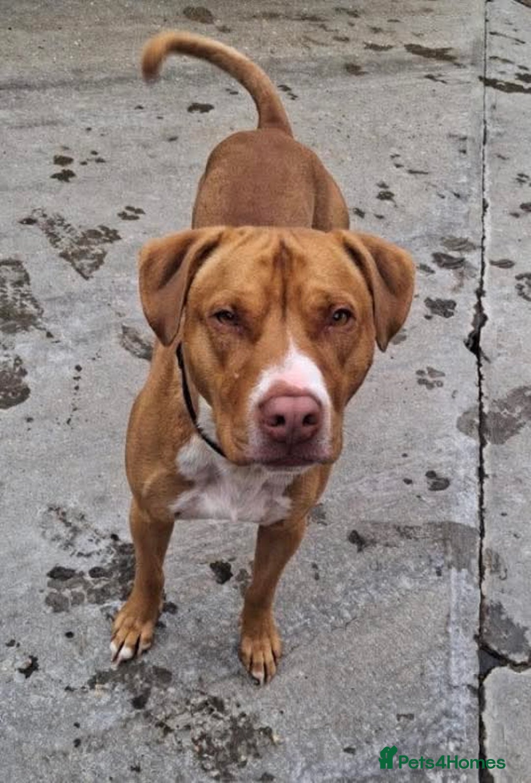 Mixed Breed dogs for adoption: Meet Tally, currently residing in Basildon - Image 3