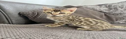 Bengal cats for sale: Stunning full pedigree registered bengal kittens  - Advert 3