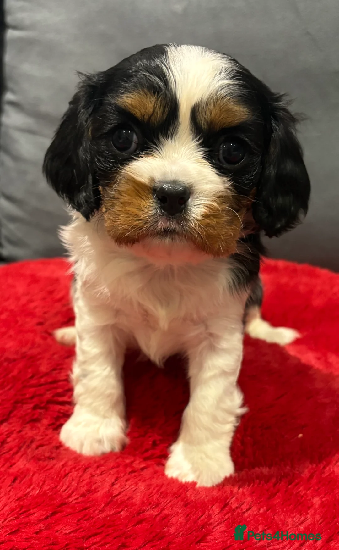 Cavalier King Charles Spaniel dogs for sale: 1 tri girl left - kc & health tested parents ❤️ - Advert 8