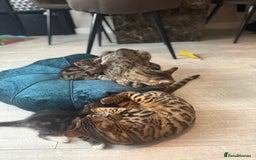 Bengal cats for sale: 🐾 Half Bengal Mix Kittens for Sale 🐾 - Image 6