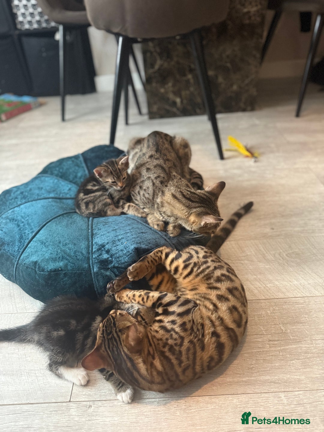 Bengal cats for sale: 🐾 Half Bengal Mix Kittens for Sale 🐾 - Image 6