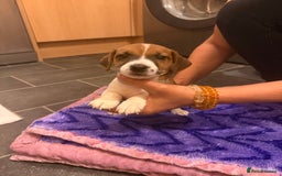 Jack Russell dogs for sale: 3 Jack Russell Puppies Ready to go  - Image 10