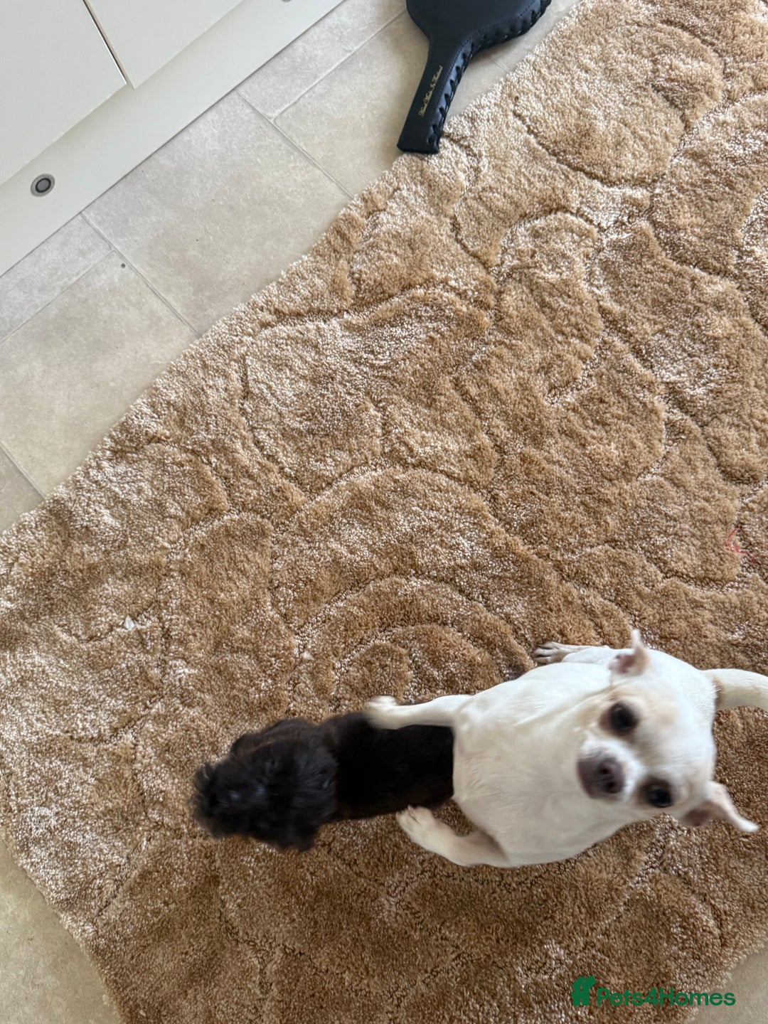 Mixed Breed dogs for sale: Chihuahua x Jack Russell - Image 8