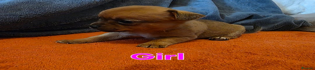 Mixed Breed Puppy 7