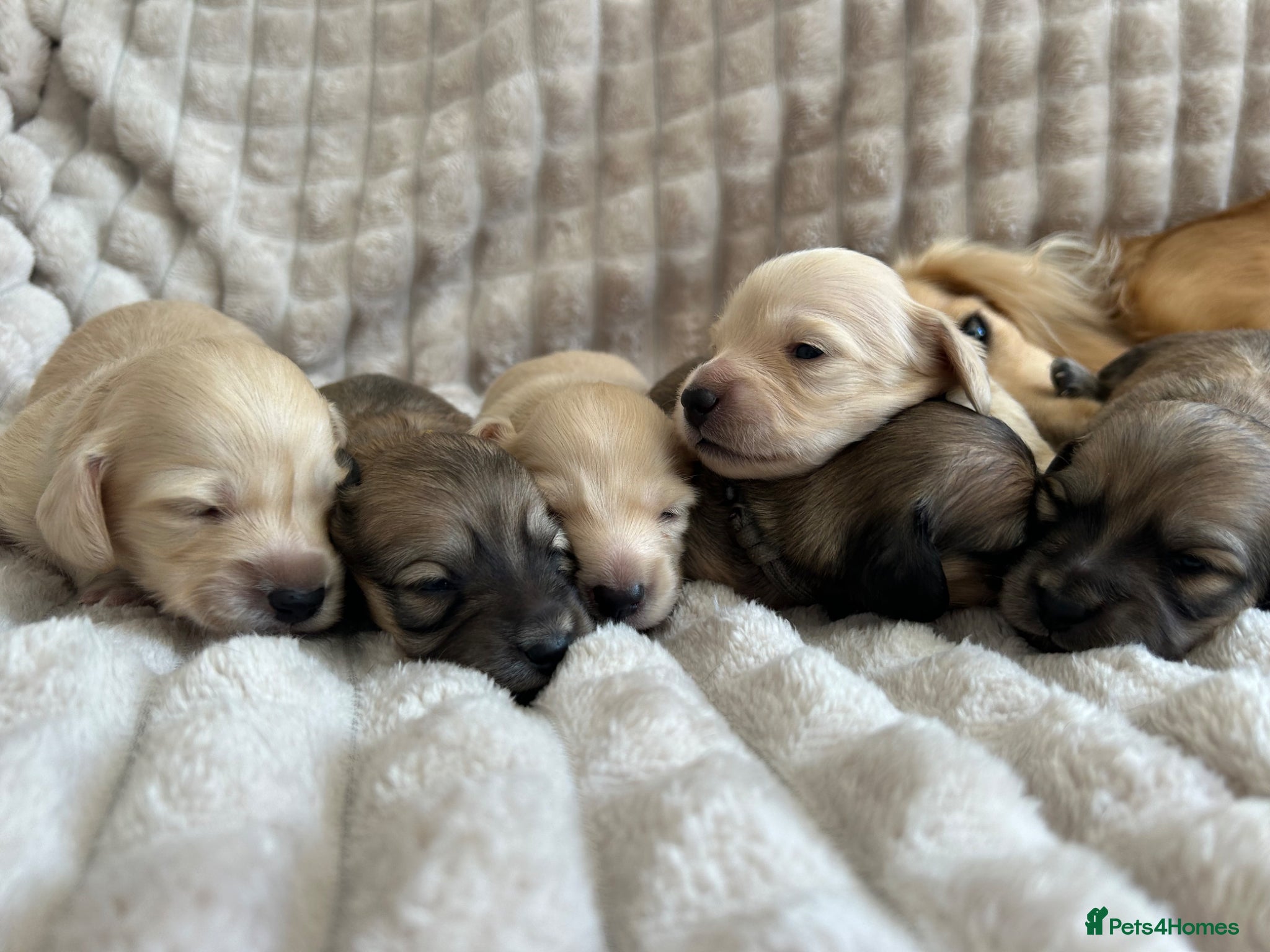 Miniature Dachshund dogs Stunning Champion Cream Miniature Dachshunds!  - Advert 2