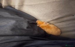 Hamster rodents for sale: Gorgeous male Syrian hamster  - Image 13