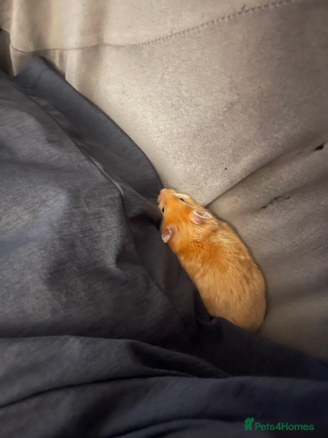 Hamster rodents for sale: Gorgeous male Syrian hamster  - Image 13