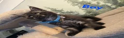 Maine Coon cats for sale: Amazing pure bread Maine Coons kittens  - Advert 9