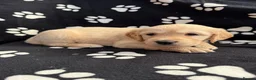 Golden Retriever dogs for sale: Kennel Club Health Tested Golden Retriever Puppies - Advert 27