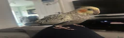 Cockatiels birds for sale: Bonded cockatiels for sale  - Advert 5