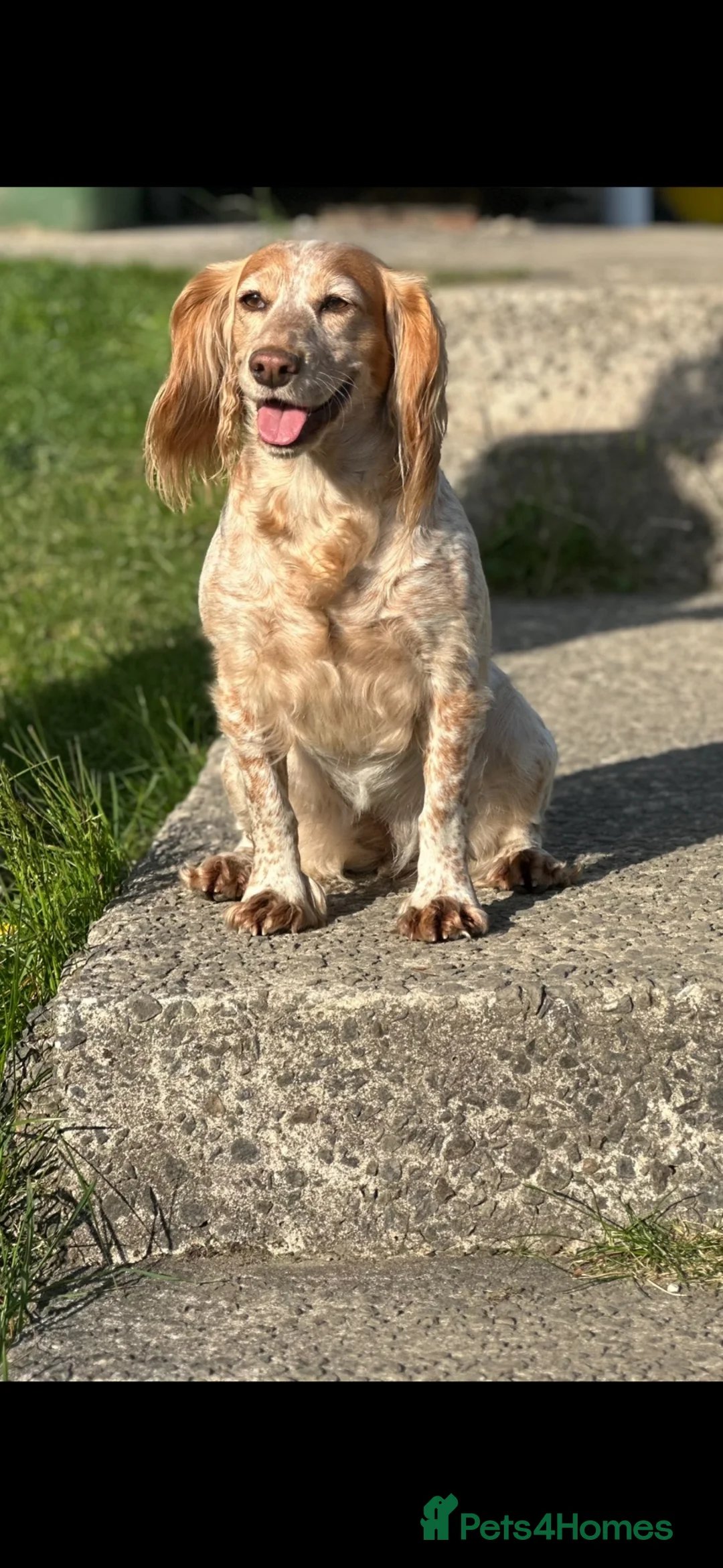 Cocker Spaniel dogs for sale: Working Cocker Spaniel  - Advert 2