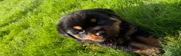 Rottweiler dogs for sale: 🏆🐾 5STAR BREEDERS🐾🏆KC REG girl and boys 💖💙 - Advert 25