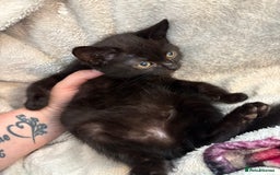 Domestic Shorthair cats for sale: 3 kittens 2 male 1 female - Image 2