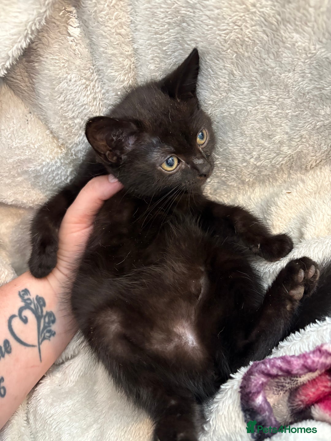Domestic Shorthair cats for sale: 3 kittens 2 male 1 female - Image 2