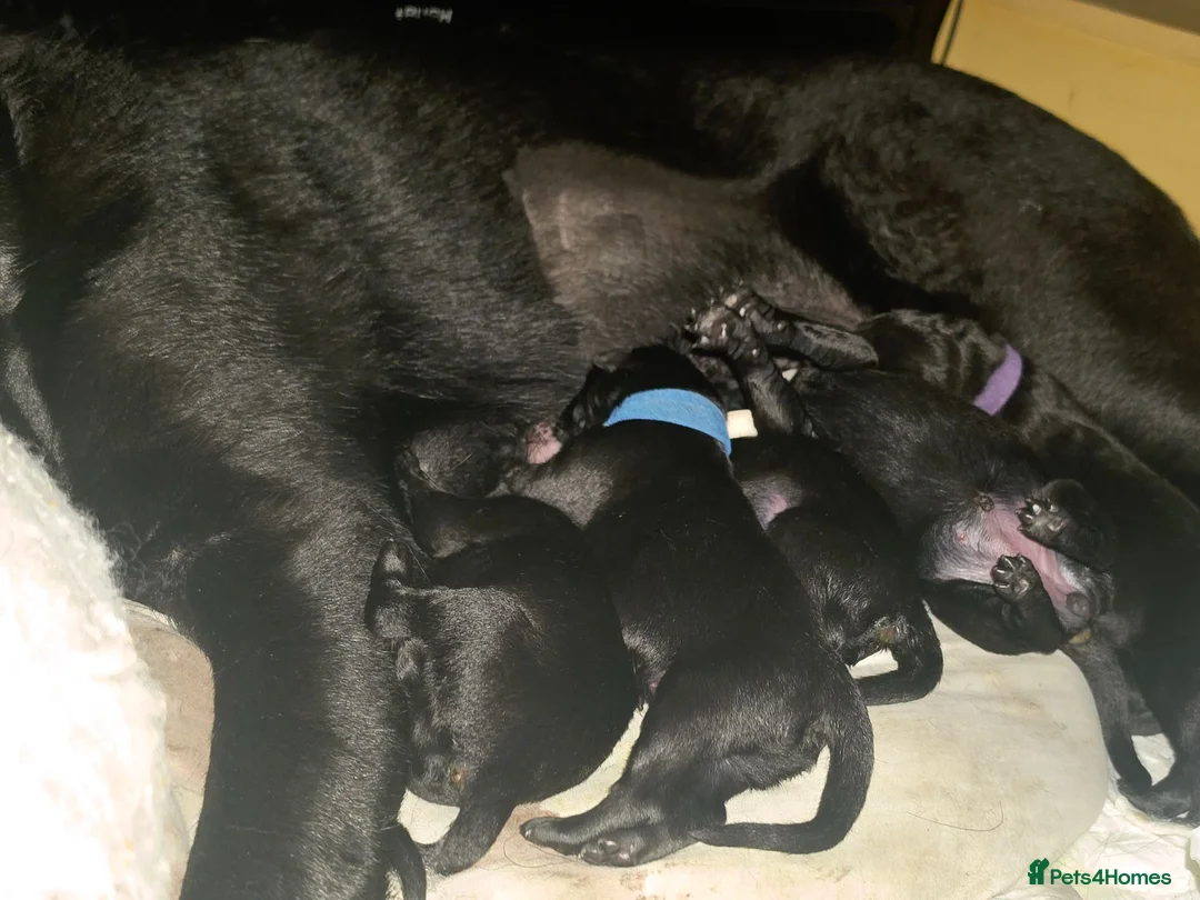German Shepherd dogs for sale: Black German Shepherd pups - Advert 2