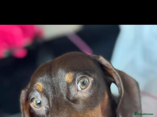 Miniature Dachshund dogs - Advert 35