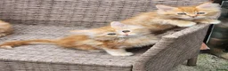 Maine Coon cats for sale: Maine Coon ginger Ready Now!! Absolutely gorgeous! - Advert 10