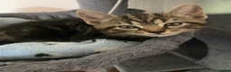 Bengal cats for sale:  Bengal kittens, ready to go! ❤️🏡 - Advert 26